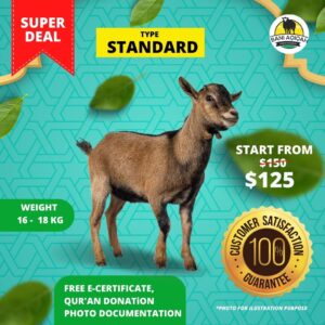 Standard Sheep