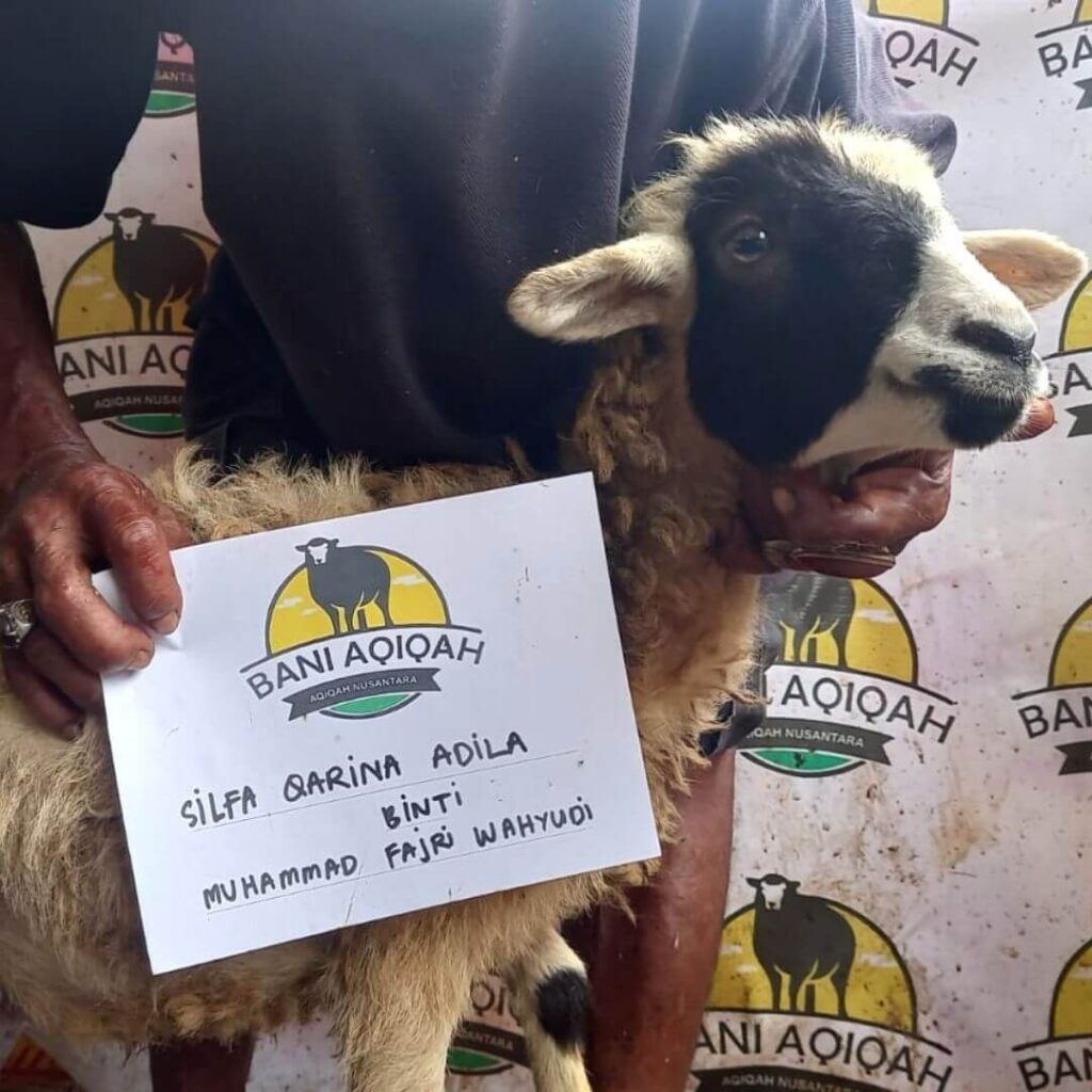 Sheep