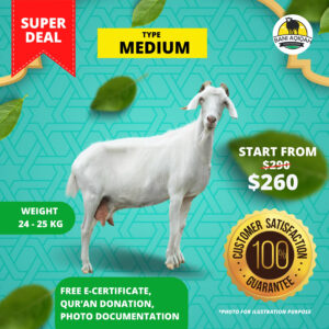 Medium Sheep