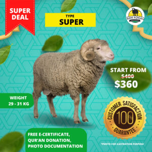 Super Sheep